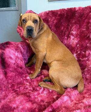 Comet, Mixed (unknown), young, available for adoption