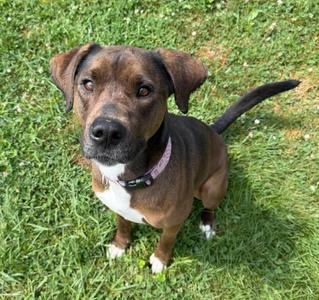 Mandy, Mixed (unknown), available for adoption