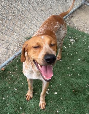 Gunner, Coonhound, available for adoption