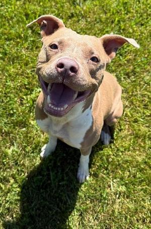 Nova, Pit Bull Terrier, available for adoption