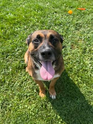 Boscoe, Mixed (unknown), available for adoption