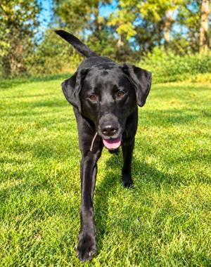 Liz, Labrador Retriever, available for adoption