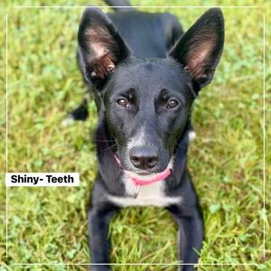 Shiny Teeth, Mixed Breed (Medium), adult, available for adoption
