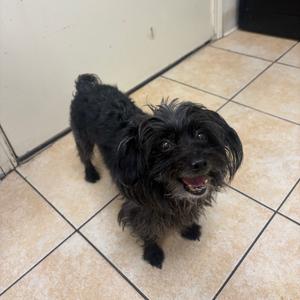 Kendall, Terrier, senior, available for adoption