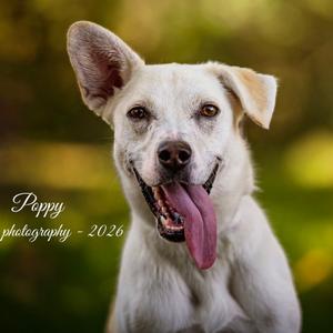 Poppy, Retriever, Labrador, adult, available for adoption
