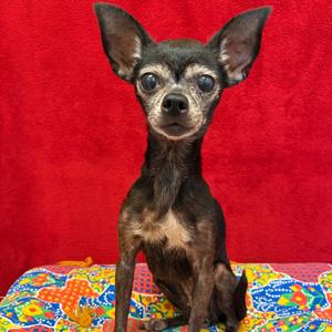 Minnie, Chihuahua, Short Coat, senior, available for adoption