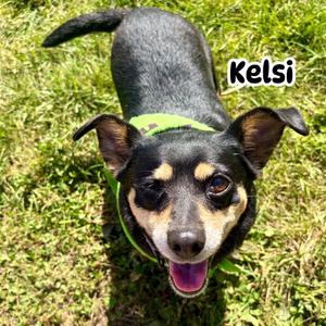 Kelsi, Dachshund, Standard Smooth Haired, adult, available for adoption