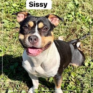 Sissy, Terrier, American Pit Bull, adult, available for adoption