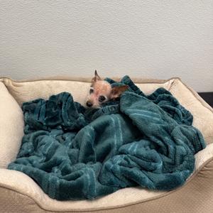 Coco, Mixed Breed (Small), senior, available for adoption