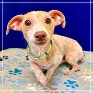 Mac Tonight, Dachshund, senior, available for adoption