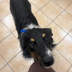Australia 15, Shepherd, Australian, adult, available for adoption