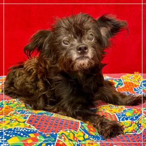 Pearl, Lhasa Apso, adult, available for adoption