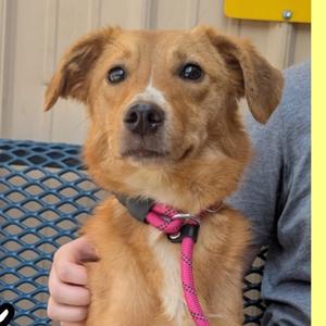 Gypsy, Mixed Breed (Medium), adult, available for adoption