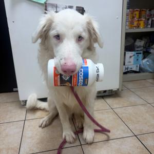 Merle, Mixed Breed (Medium), adult, available for adoption