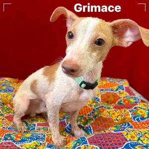 Grimace, Dachshund, senior, available for adoption