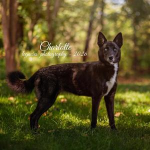 Charlotte, Husky, adult, available for adoption