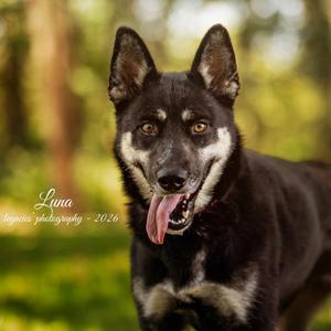 Luna, Husky, adult, available for adoption