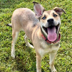 Charlie, Terrier, Pit Bull, adult, available for adoption