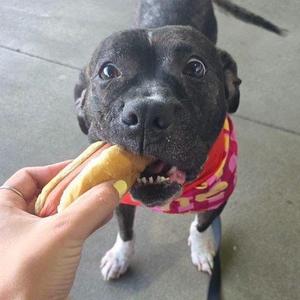 Safety Net, Terrier, Pit Bull, adult, available for adoption
