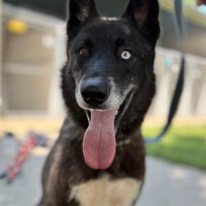 Aayla, Husky, adult, available for adoption