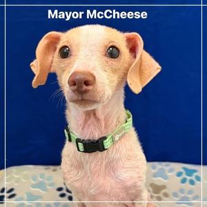 Mayor McCheese, Dachshund, senior, available for adoption
