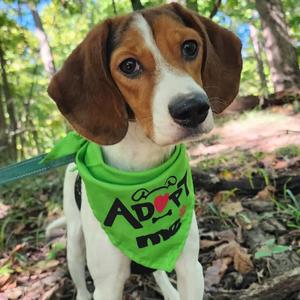 Ellie Mae, Beagle, adult, available for adoption