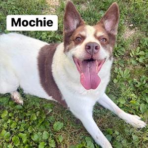 Mochie, Shepherd, Australian, senior, available for adoption