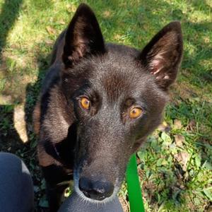Chancy, Husky, adult, available for adoption