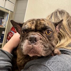 Mocha, Bulldog, French, adult, available for adoption
