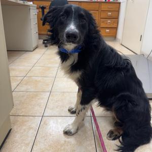 Austin 21, Mixed Breed (Medium), adult, available for adoption