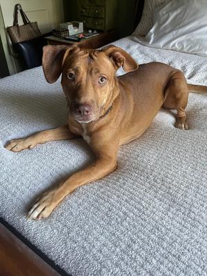 Autumn, Beagle, adult, available for adoption