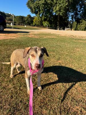 August, Hound (Unknown Type), young, available for adoption