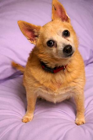 Baby (Bonded to Little Man - Senior), Chihuahua, senior, available for adoption