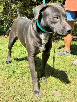 Abe, Labrador Retriever, adult, available for adoption