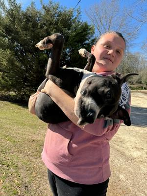 Baby, Bulldog, adult, available for adoption