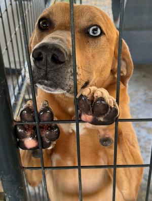 Austin, Hounds (All Types) / Catahoula Leopard Dog, adult, available for adoption