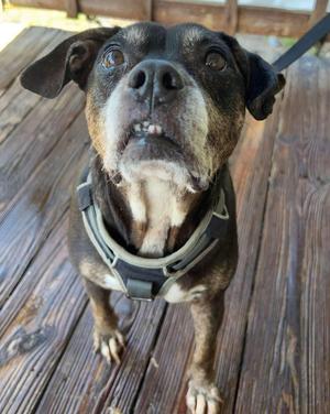 Angel (Senior), English Bulldog, senior, available for adoption