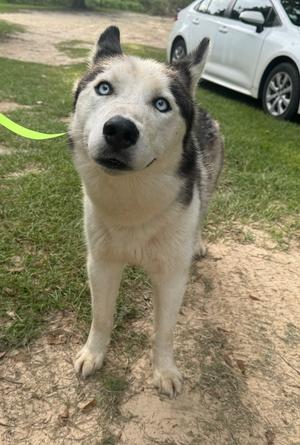Arlo, Husky, adult, available for adoption