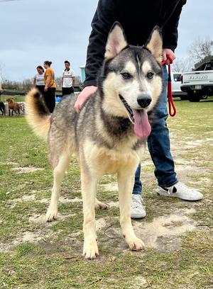 Balto Too, Husky, adult, available for adoption