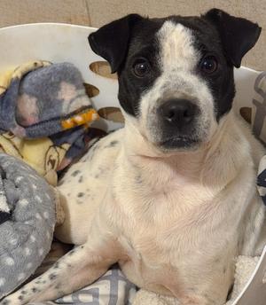 Angel, Boston Terrier / Chihuahua, adult, available for adoption
