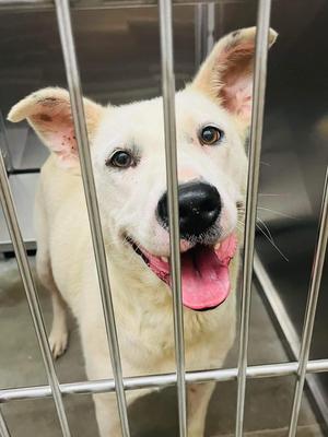 Azura, Husky / German Shepherd Dog, senior, available for adoption