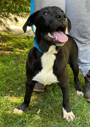 Anise, Labrador Retriever, young, available for adoption