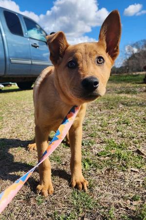 Aztec, Shepherds (All Types) / Golden Retriever, young, available for adoption