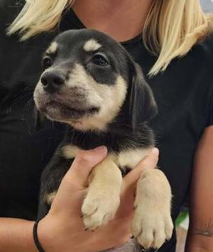 Alfie (Born 04/02/26), Terrier (Unknown Type, Small), puppy, available for adoption