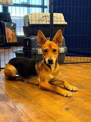 Angel, Terrier (Unknown Type, Medium) / Shepherd (Unknown Type), puppy, available for adoption