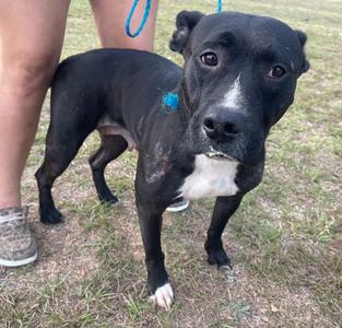 Adelyn, Labrador Retriever, adult, available for adoption