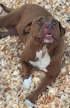 A brown and white dog lying on a bed of wood chips, looking up with its mouth slightly open.