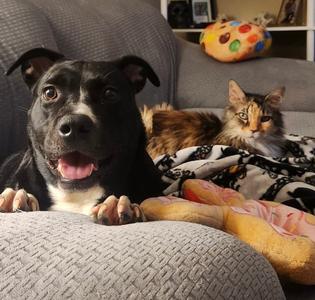 Artemis, Bulldog, adult, available for adoption