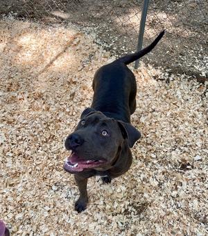Agnes, American Pit Bull Terrier, young, available for adoption