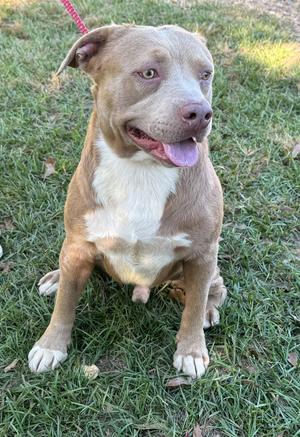 Bagel, Labrador Retriever / Bulldog, young, available for adoption